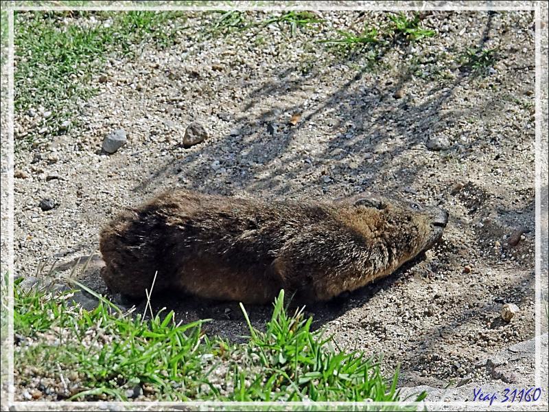 Daman des rochers, Daman du Cap, Rock rabbit, Cape hyrax, Dassie (Procavia capensis) - Camps Bay - Cape Town - Afrique du Sud