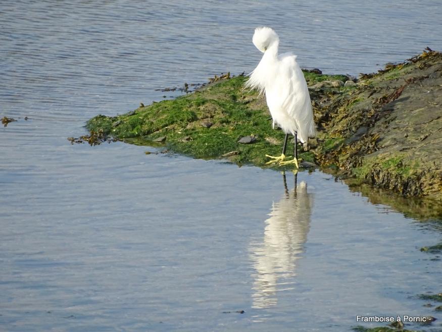 Aigrette garzette