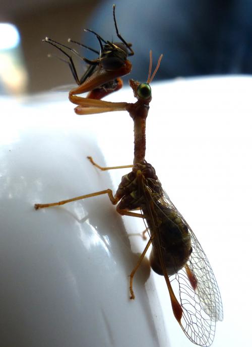 La loi de la nature: