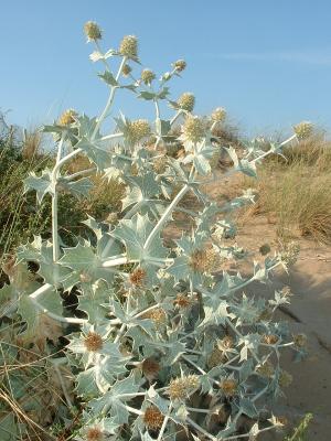 Fleurs cultivées : Panicaut