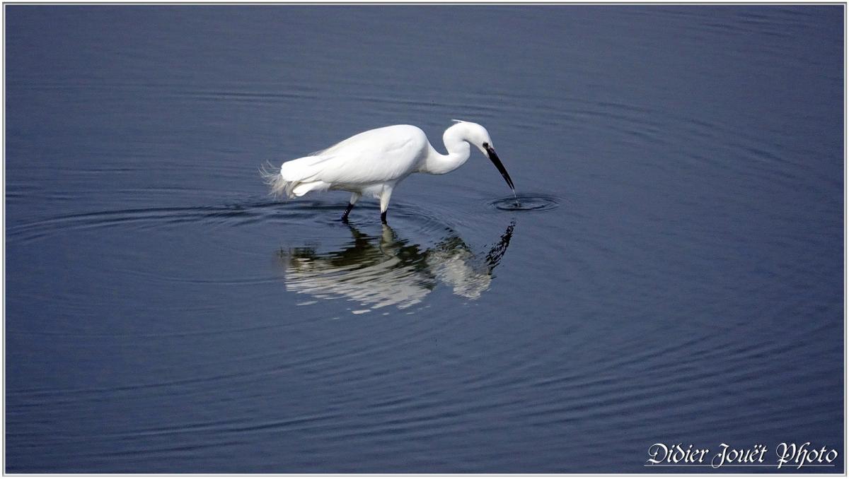 Aigrette Garzette (Egretta garzetta)