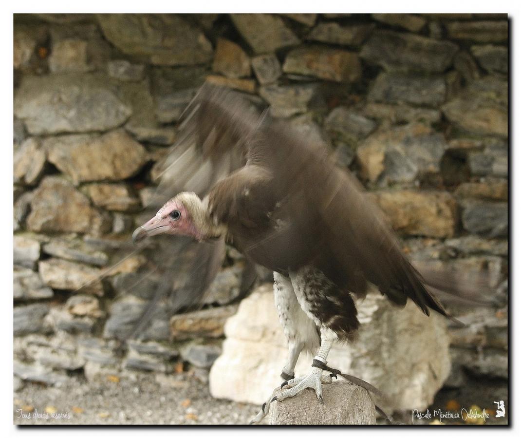 Vautour charognard ou Vautour à capuchon
