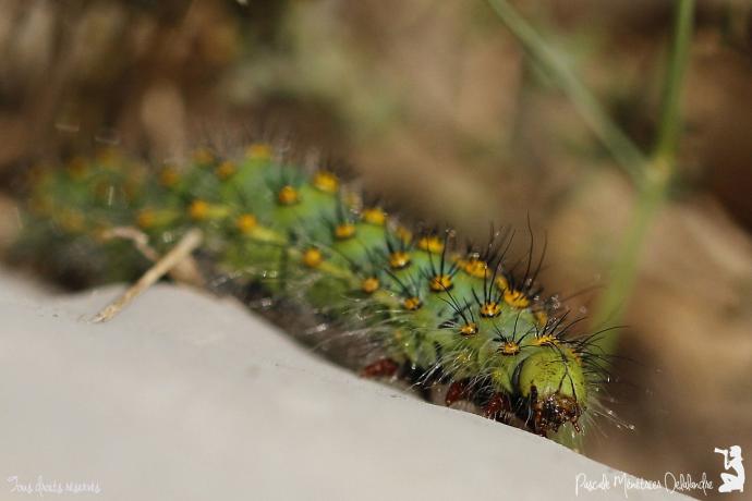 Chenille du Petit paon de nuit (Saturnia pavonia)