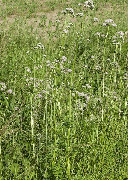 Vertus médicinales des plantes sauvages : Valériane