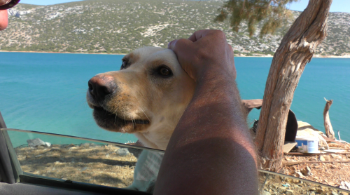 Le regard de la sentinelle