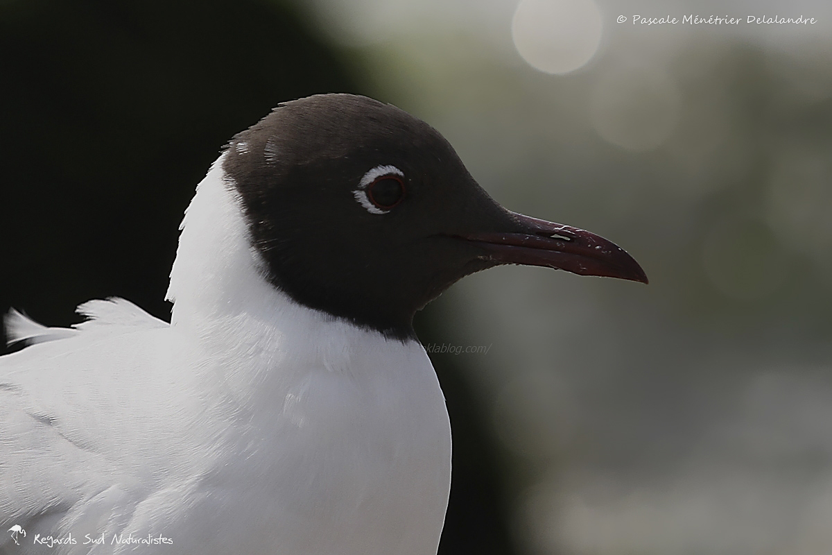 Mouette rieuse