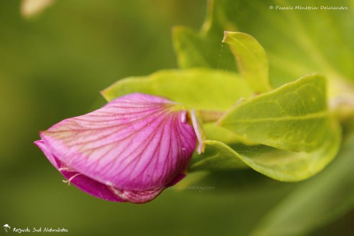 Polygala myrtifolia