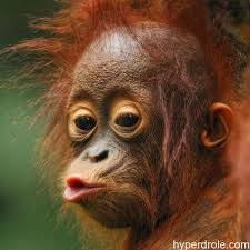 Vieux singes, mes cousins.