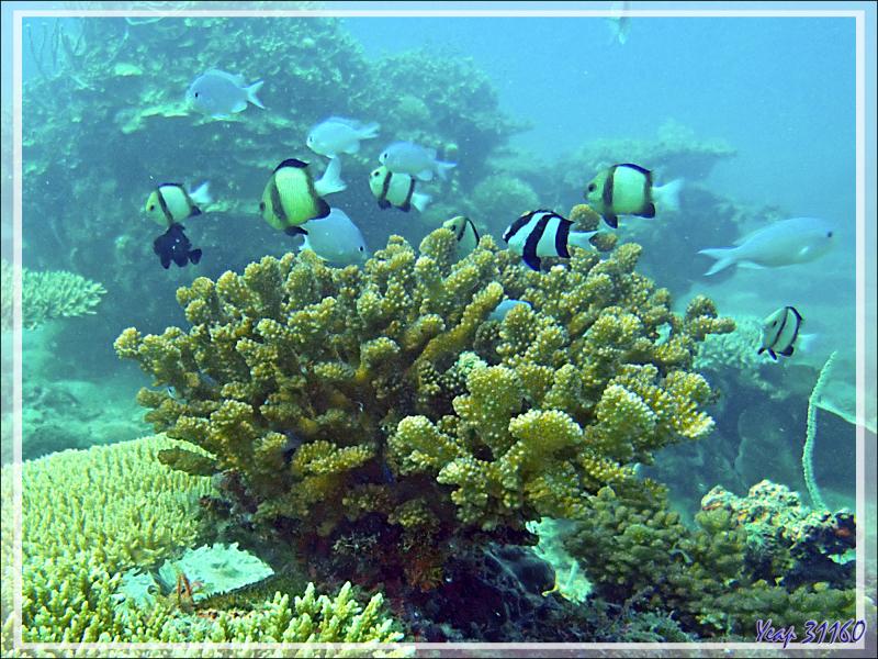 Corail et ses poissons-demoiselles : Demoiselle à trois bandes noires, Demoiselles obscures, Chromis - Spot Sugar Man - Tsarabanjina - Mitsio - Madagascar