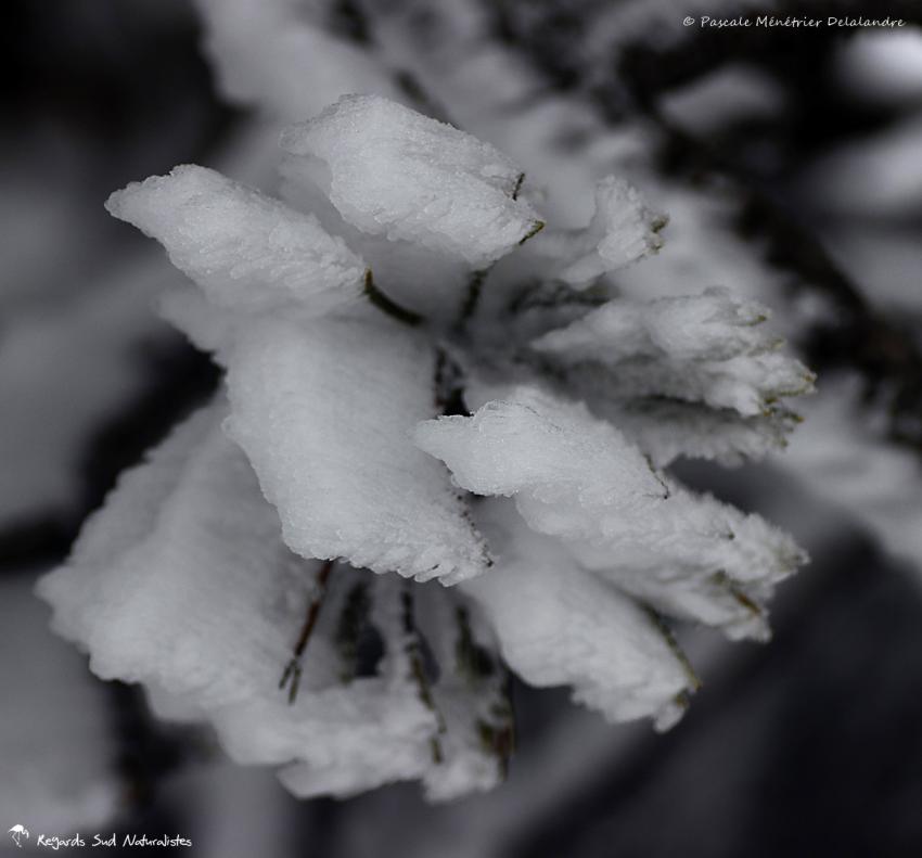 Vent et neige... 