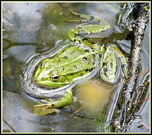 grenouille