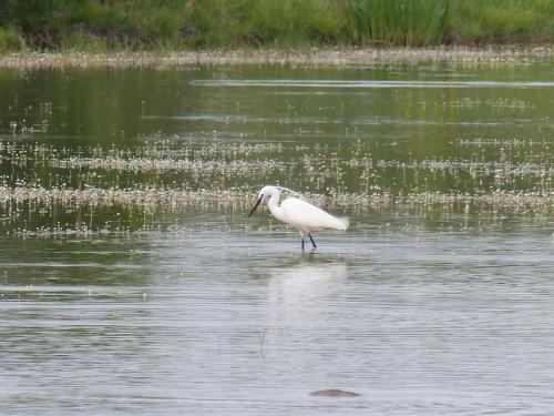 Oiseaux de Camargue