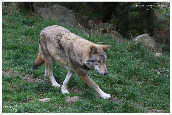 Loup de Mongolie (Canis lupus chanco)