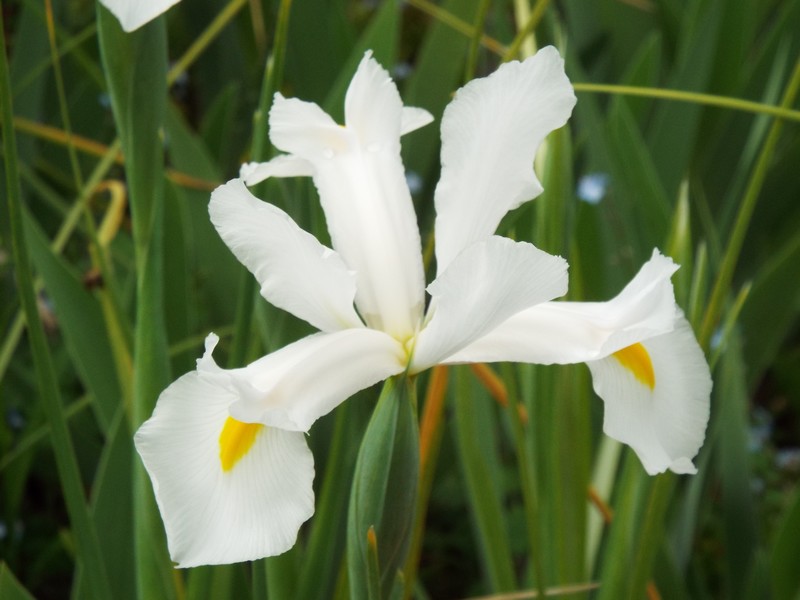Beauté de l' IRIS ...