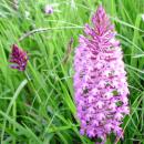 Index illustré orchidées