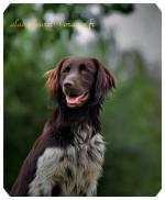 fonds ecran animaux 2017