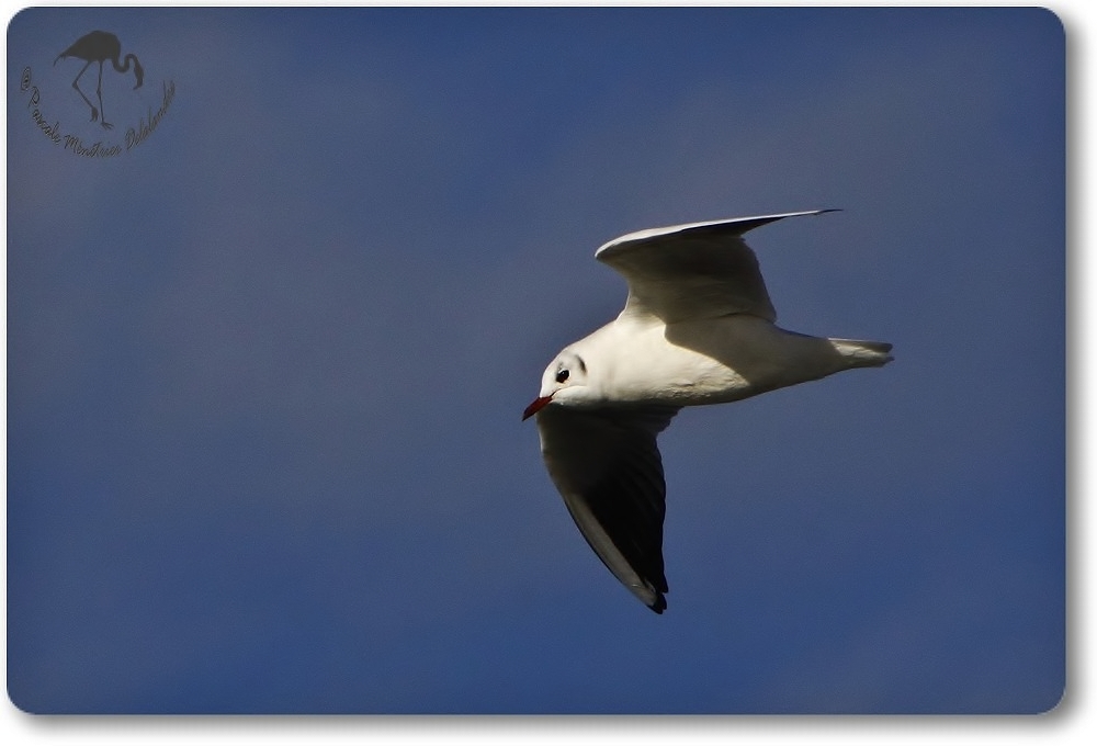 Mouette rieuse...