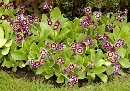 Fleurs cultivées : Primevère