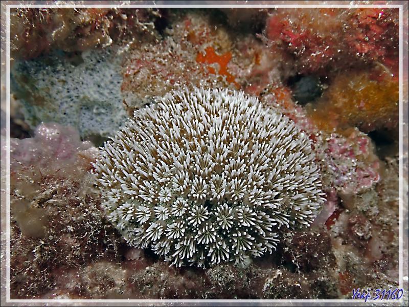Corail cristal, Corail piquant, Crystal coral, Prickly coral, Grass coral (Galaxea fascicularis) - Betaniazo - Nosy Tsarabanjina - Nosy Mitsio - Madagascar