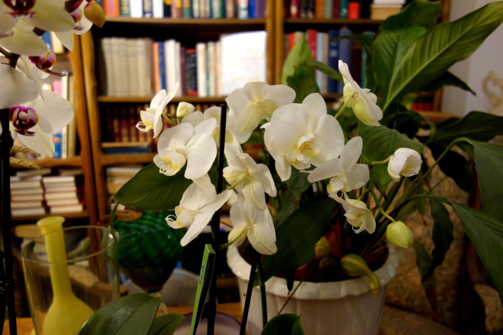Quelques fleurs de la maison !