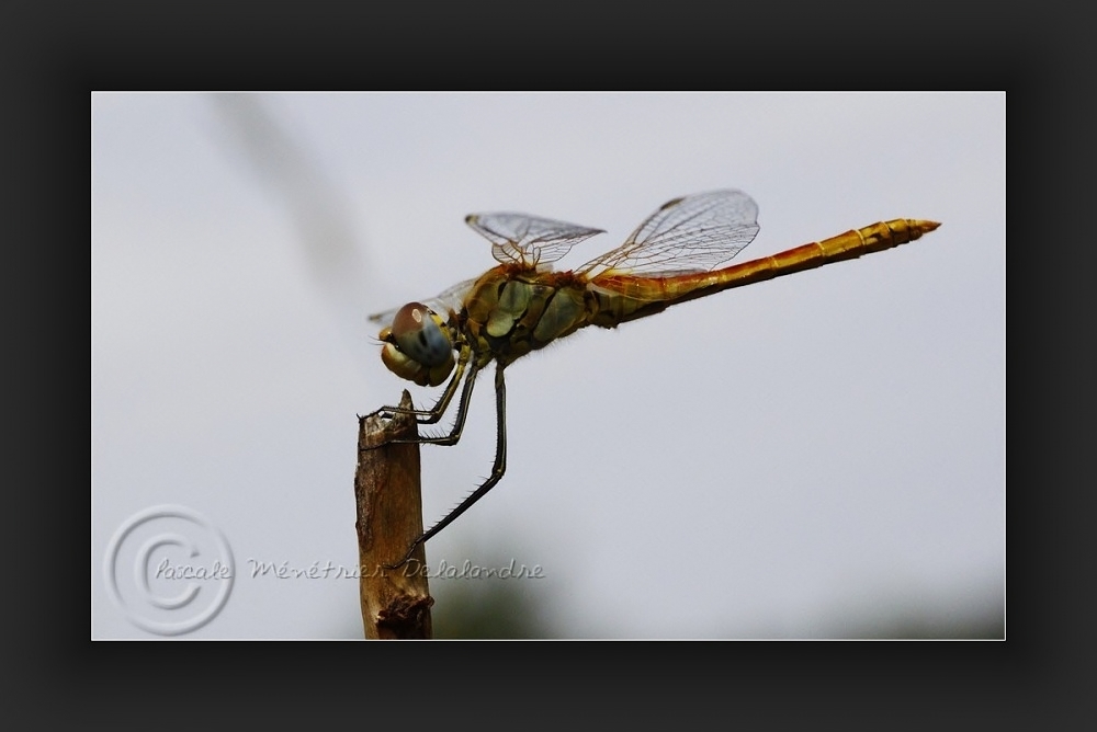  Sympetrum striolatum - Sympétrum strié ???