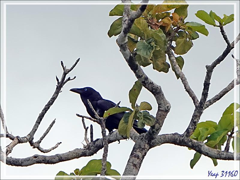 Un peu de botanique au retour des sources chaudes de Dei-Dei - Fergusson Island - Papouasie Nouvelle-Guinée (Papua New-Guinea)