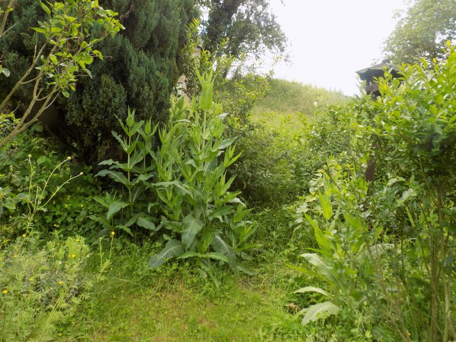 Cardères cultivées et butineurs