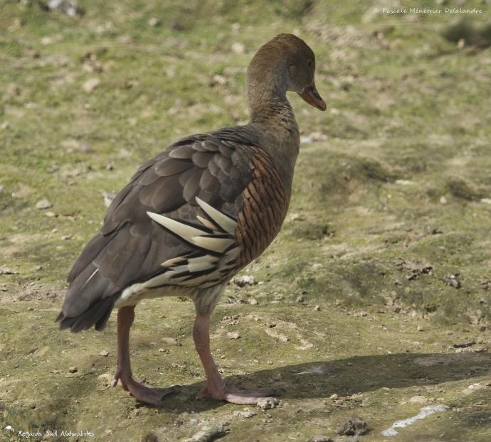 Dendrocygne d'Eyton