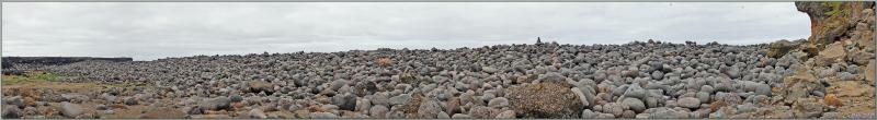 07/06/2023 : galets, Grands Corbeaux et petite flore vers les falaises de Reykjanesviti - Péninsule de Reykjanes - Islande