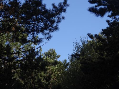 Un après midi dans les pins