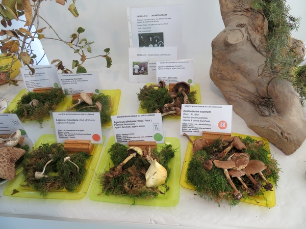La Société Mycologique du Châtillonnais a présenté une belle exposition et une très intéressante conférence au pantographe de Venarey les Laumes