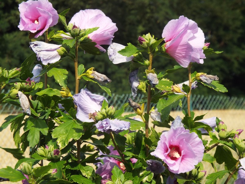 fleurs d'été ...