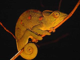 Caméléons, drôles de bestioles (3)