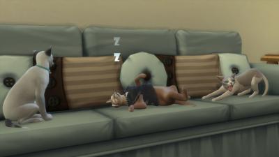 Semaine 3 - Quartier Brindleton Bay - Foyer Lynx