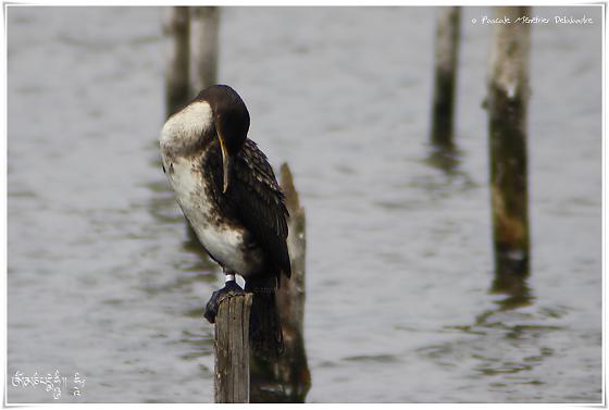 Grand Cormoran