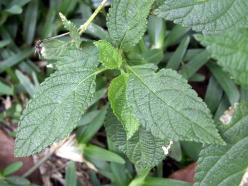Fleurs cultivées : Lantana