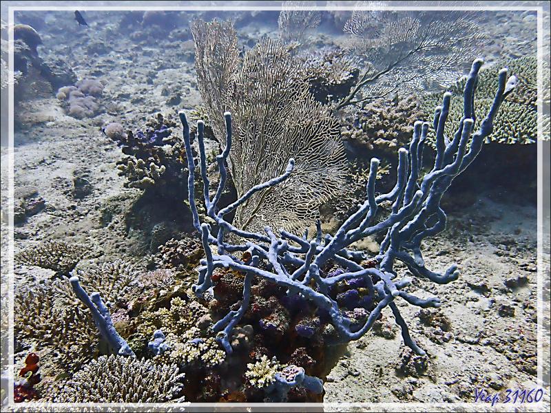 Éponge ramifiée bleue - Bank des Frères - Tsarabanjina - Mitsio - Madagascar