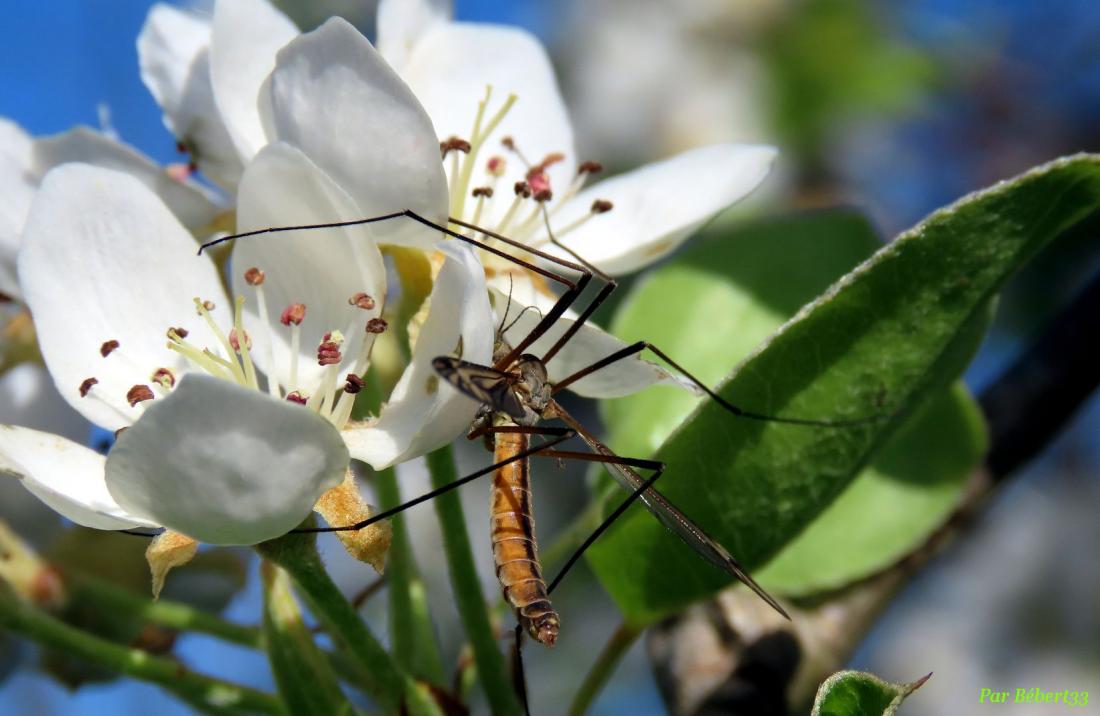 un tipule sur mes fleurs