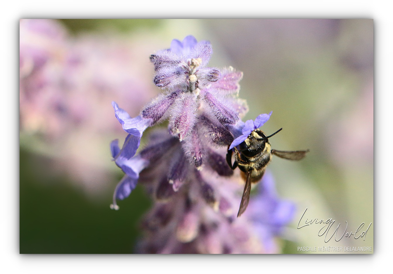 Abeille tapissière (et découpeuse)