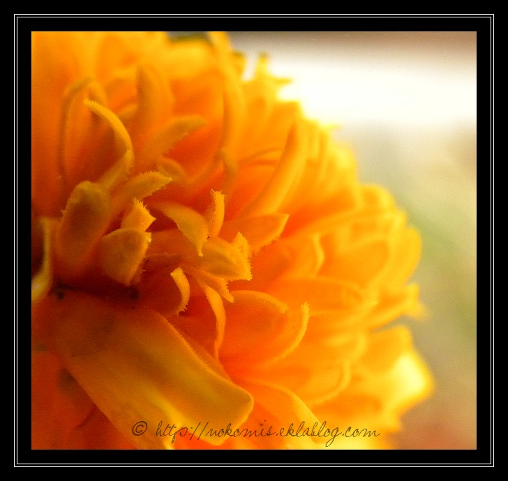 Oeillets d'Inde oranges
