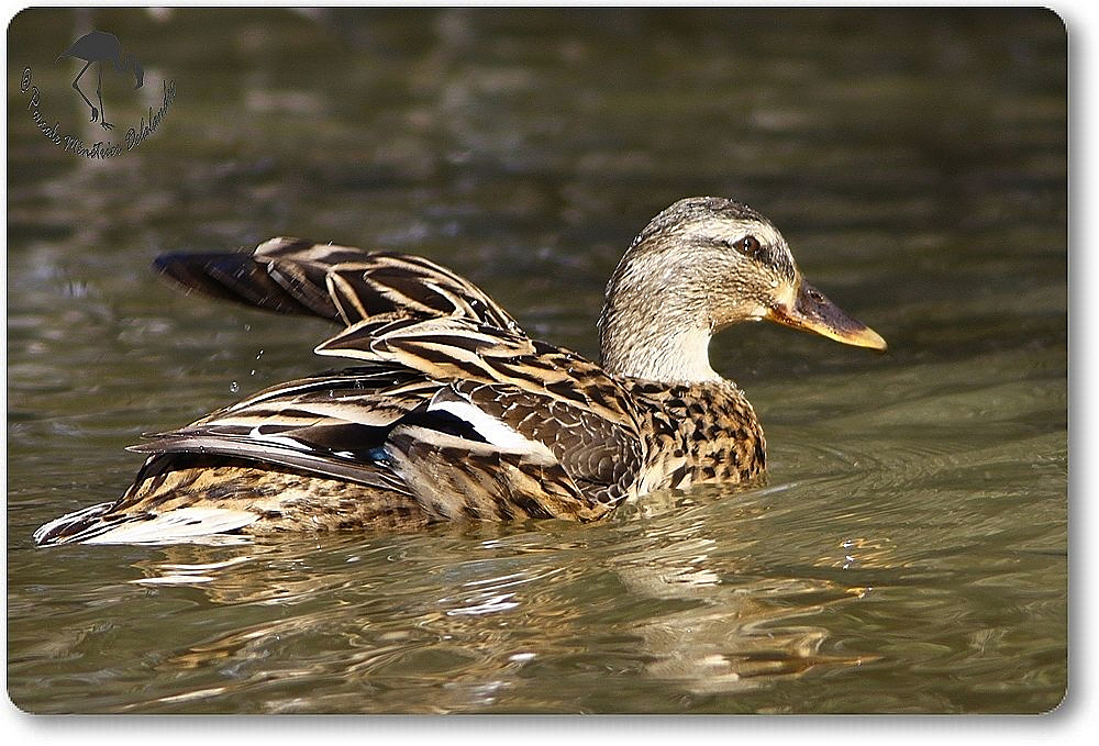 Canard colvert femelle - Anas platyrhynchos