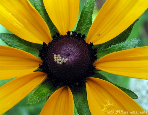 Métamorphose dans la nature