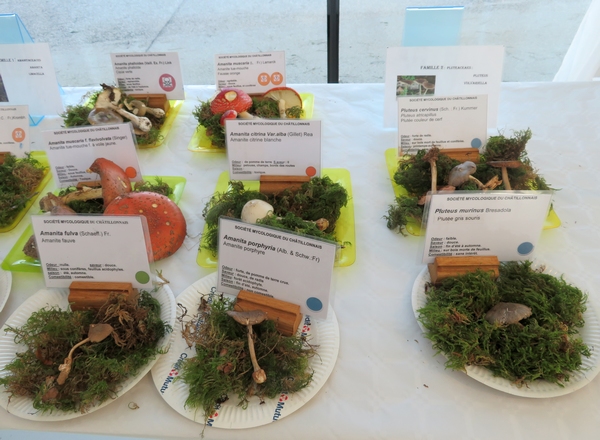 La Société Mycologique du Châtillonnais a présenté une belle exposition et une très intéressante conférence au pantographe de Venarey les Laumes