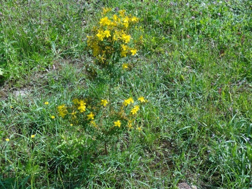 Un botaniste à Villemervry