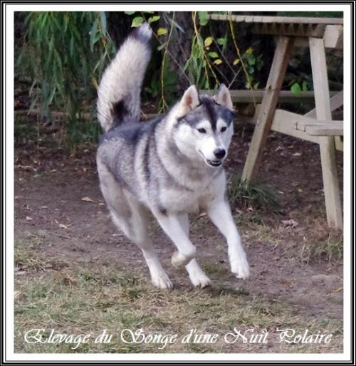 Houka (2 ans)