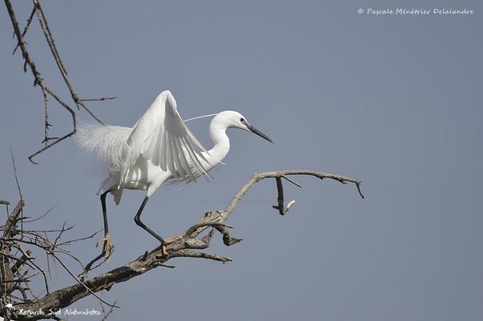 Aigrette garzette