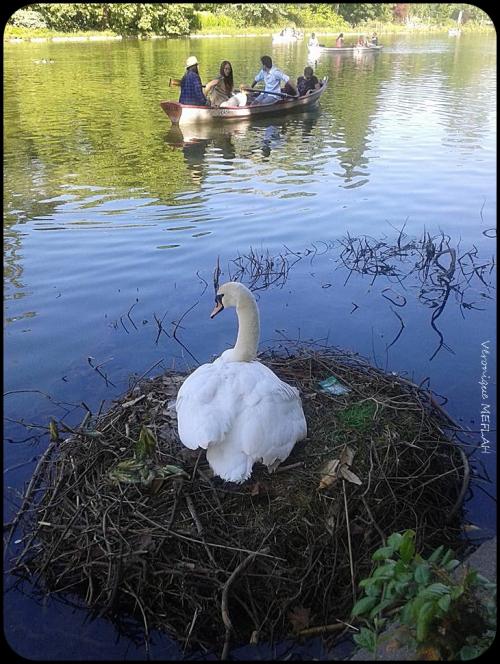 Confinement Jour 19 - Nid du cygne tuberculé (17 mai 2015)