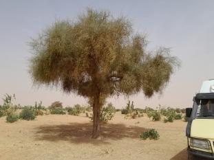 Depuis Nouakchott