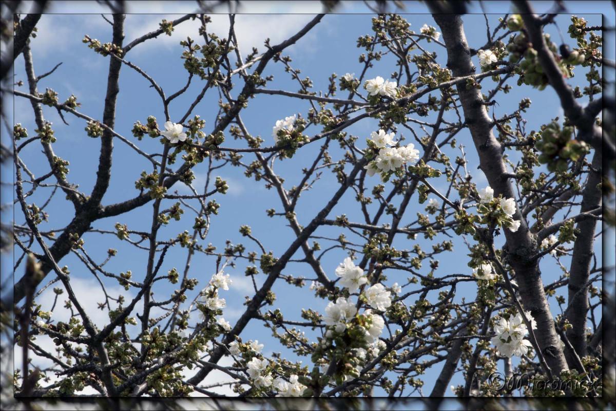 Cerisier Bigarreau Burlat