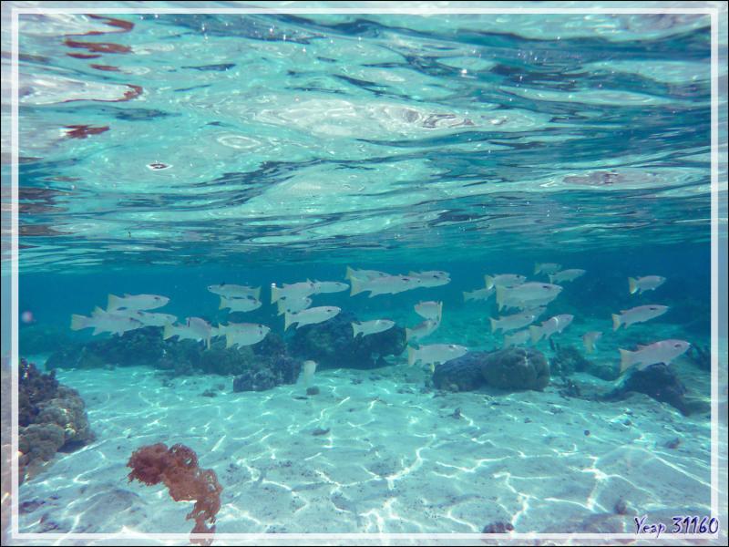 Mulet à queue carrée, Squaretail mullet (Ellochelon vaigiensis) - Jardin de Corail - Motu Tautau - Taha'a - Polynésie française
